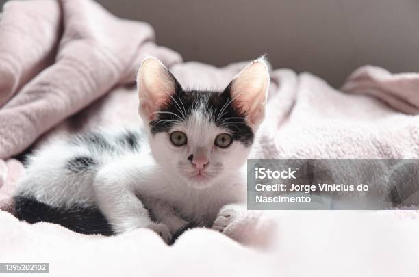 Cat Stock Photo - Download Image Now - Animal, Brazil, Color Image