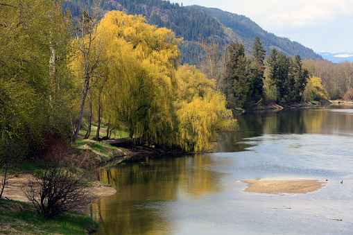 Shuswap River beginning of May. At Grinrod/Enderby British Columbia. Large Weeping Willow at it's yellow stage before turning Green. Patches of snow in higher level background.