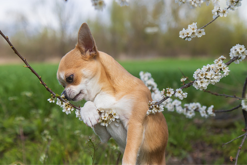 cute puppy playing with a flowering branch, spring