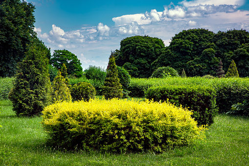 clipped bushes in topiary different shape in the background deciduous trees illuminated by sunlight, nature summer landscape in park, white clouds on blue sky, nobody.