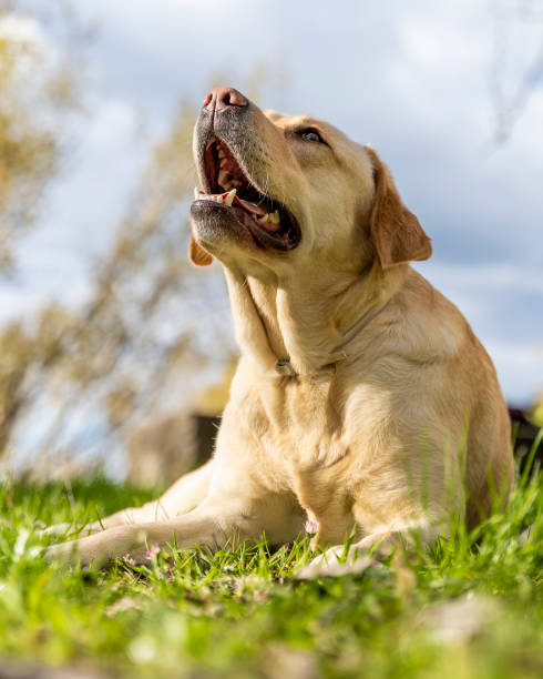 istock Light brown labrador retriever in a natural setting during a sunny summer day with sunshine 1395203470