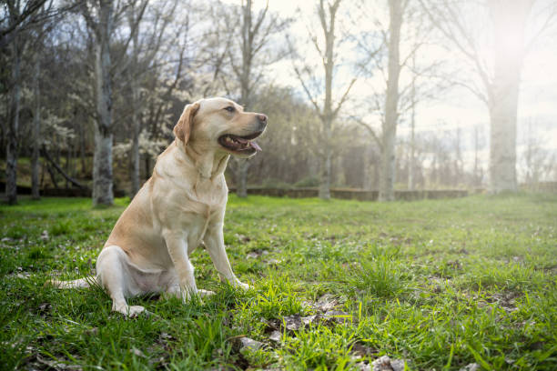 istock Light brown labrador retriever in a natural setting during a sunny summer day with sunshine 1395203520