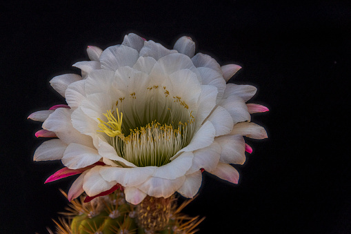 One white flower on a Torch cactus, (echinopsis candicans), in the month of May in the Sonoran Desert region of Arizona. This cactus is also known as an Argentine Giant.  Image captured with diffused light against a black background.