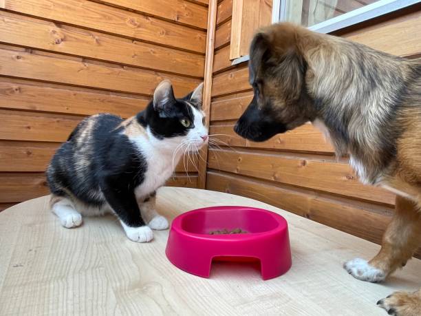 istock Puppy and tricolor cat 1395204393