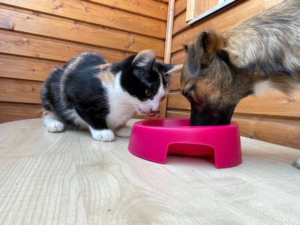 Cтоковое фото Щенок и трехцветная кошка