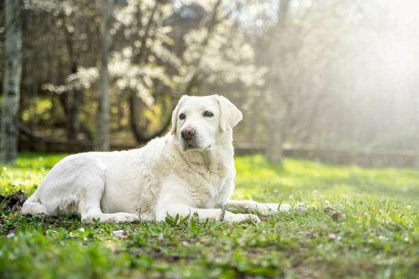 istock Light brown labrador retriever in a natural setting during a sunny day 1395204512