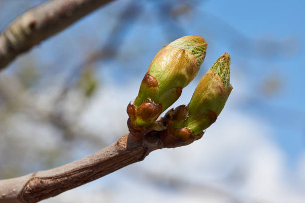 Spring. Chestnut buds are blooming in the town square.