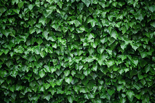 Green Hedge. Leafy nature backgrounds