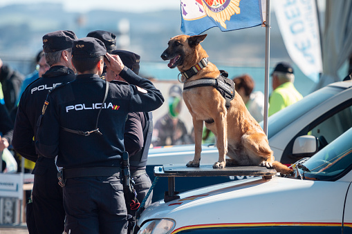 Santander, Cantabria - March 13, 2022: Police dog of the Spanish National Police during an exhibition of obedience and search for explosives
