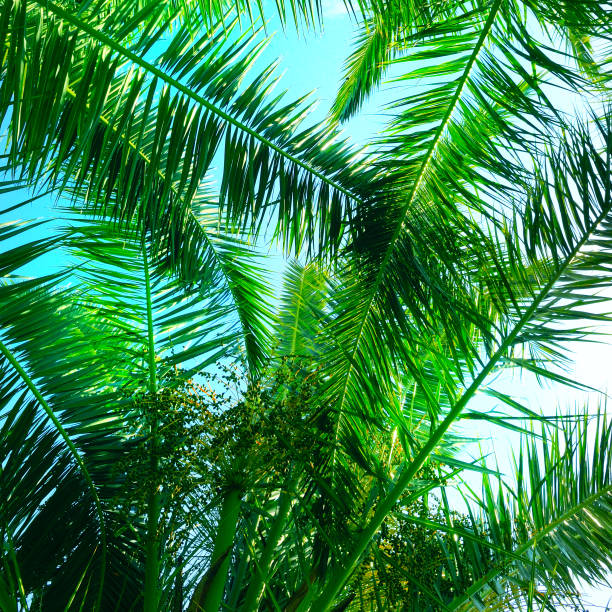 istock Green palm or coconut tree leaves on sky background. 1395207305