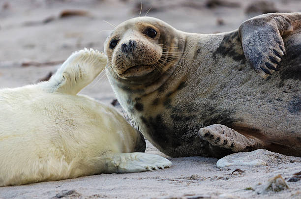 istock Gray seal mother and child 139520855
