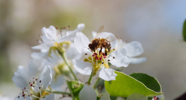 istock Bee pollinates a blooming flower in spring, close-up 1395208570