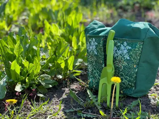 Fresh green sorrel leaves grows in the garden. Shovel and rake for weeding. Eco-friendly bag with tools for working in an organic vegetable garden.