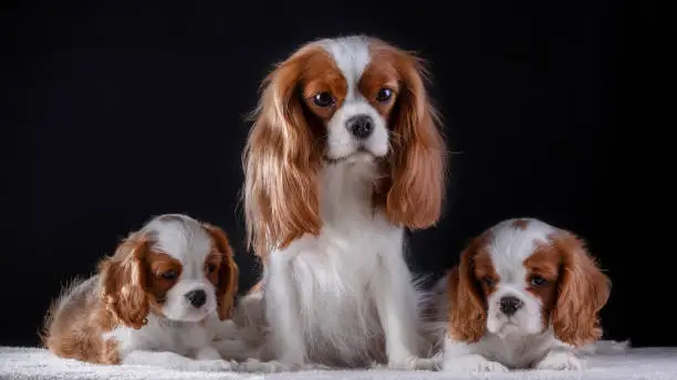 Cut cavalier king charles spaniel dog lookin to me , tree dog and black backgorund
