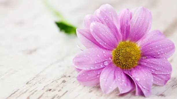 close-up drops and flower on wooden background, drops and flover and background
