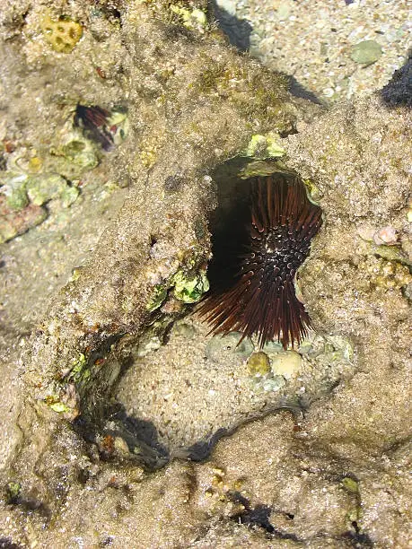 Sea hedgehog (on Latin - Echinoidea) in deepening of a coastal coral reef. During outflow on Red sea, Egypt.