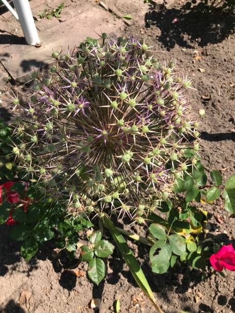 istock Leaves in green with prickly buds 1395210420