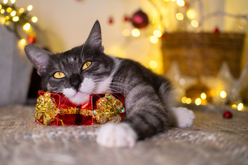 Gray-white cat looking into the camera, surrounded by Christmas decorations in a living room.