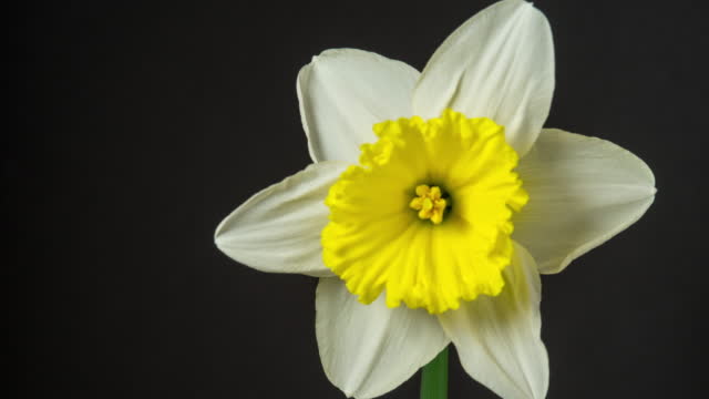 Wild Daffodil blooming against black background in a 4K time lapse movie. Daffodile growing blooming and blossoming in moving time lapse.