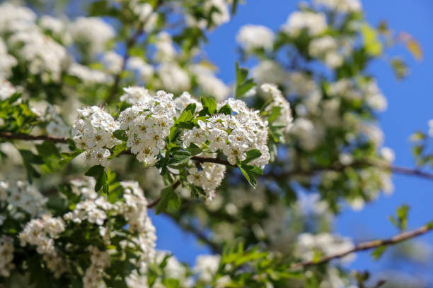 fiori di biancospino comune che fioriscono in primavera. - hawthorn foto e immagini stock