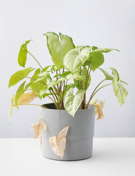 istock Young and green replace old and dry leaves. 1395212520