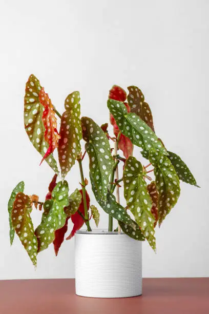 Photo of Begonia maculata plant in white pot