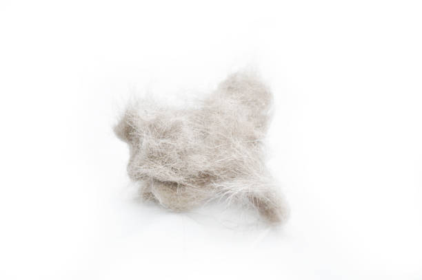 istock tangle of cat hair on a white background 1395212654