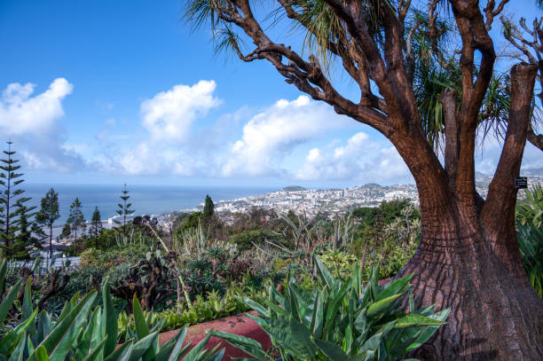 istock Panoramic view of Funchal 1395213902
