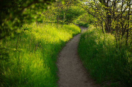 Hiking trail in the summer forest among lush green grassHiking trail in the summer forest among lush green grass