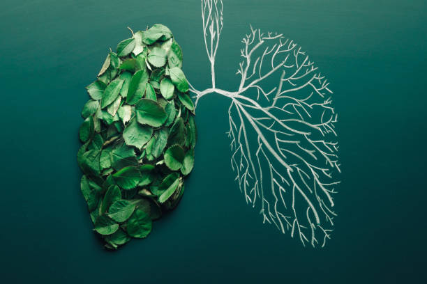 Lungs tree concept of air pollution and purification. Ecological symbol. Pneumonia and bronchitis idea illustration stock photo