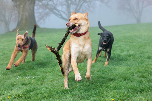 Three dogs running at a dog park. The lead dog is carrying a stick.