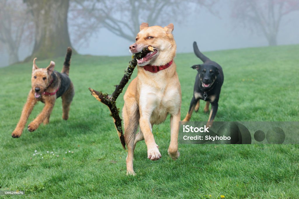 Dog Park Play Three dogs running at a dog park. The lead dog is carrying a stick. Off-leash Dog Park Stock Photo