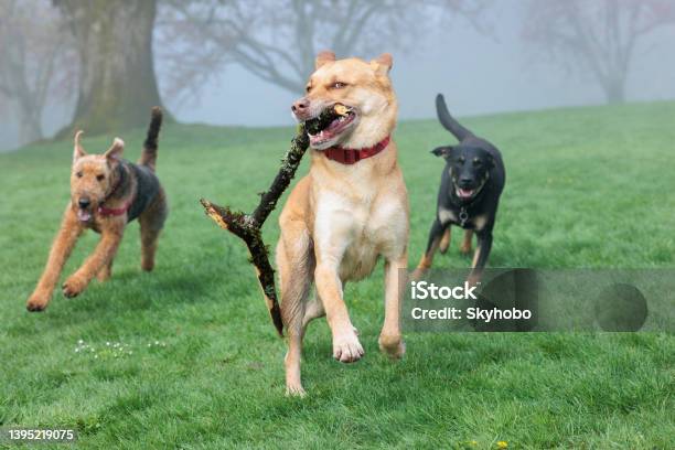 Dog Park Play Stock Photo - Download Image Now - Off-leash Dog Park, Dog, Stick - Plant Part