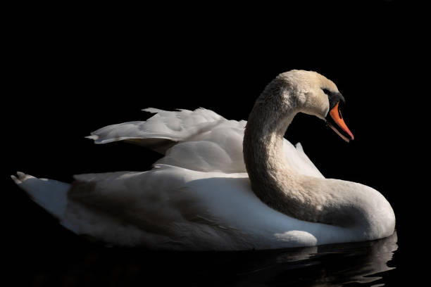 istock A white swan swims on dark water against a dark background 1395219366