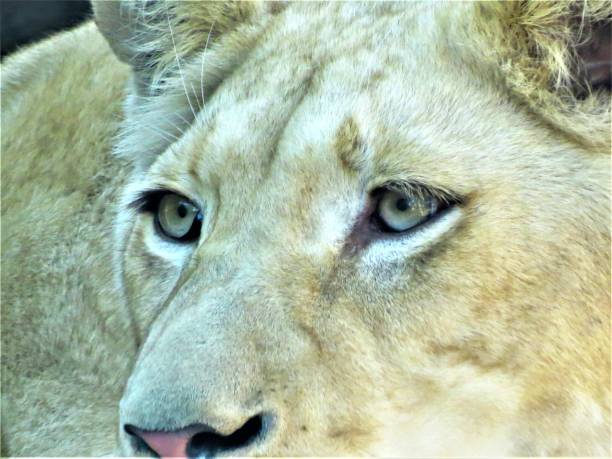The lioness portrait (Panthera leo).