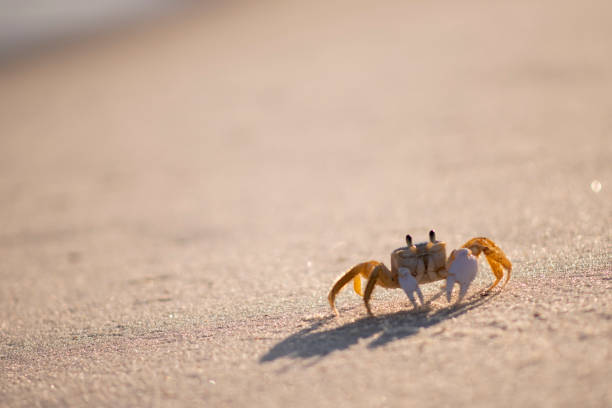 istock cute crab in the beach 1395225009