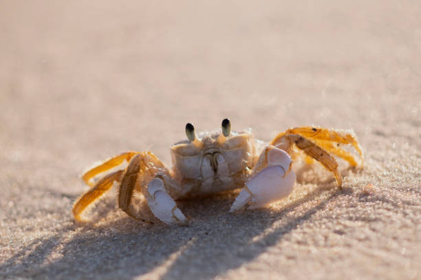 istock cute crab in the beach 1395225015