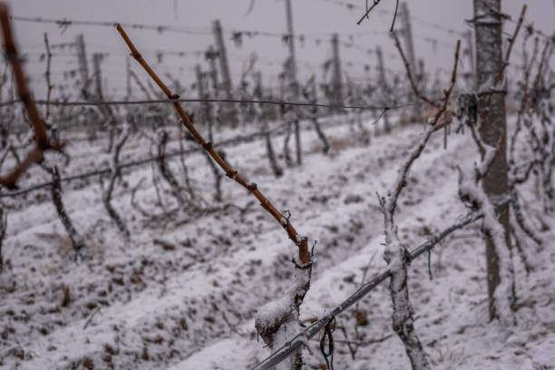 istock Vineyard in the snow 1395225227