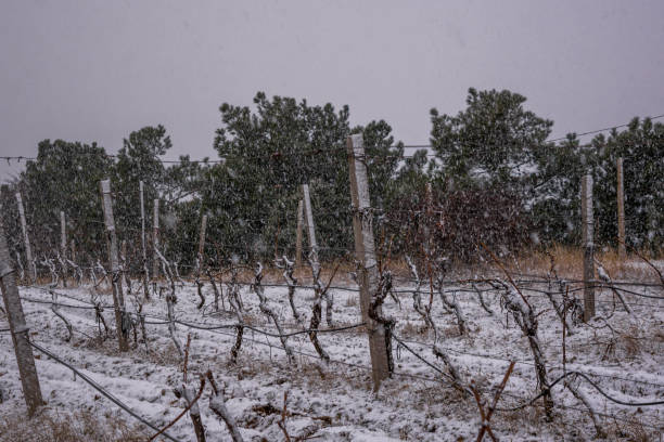 istock Vineyard in the snow 1395225239