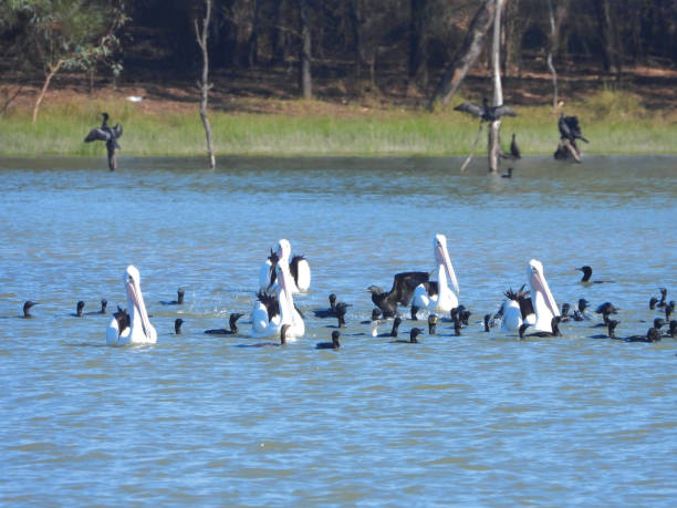 istock Lake Cargelligo, NSW, Australia 1395226170