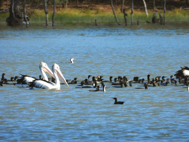 istock Lake Cargelligo, NSW, Australia 1395226171