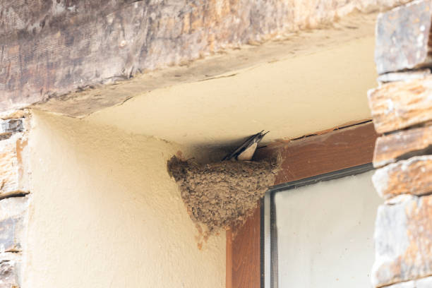 istock Barn Swallow, Hirundo rustica, nest-building. 1395227530