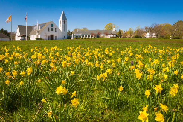 Plymouth, Massachusetts, USA- May  1, 2022- Yellow daffodils grow in profusion in a field in  front of St. Bonaventure Catholic Church in historic Plymouth, Massachusetts.
