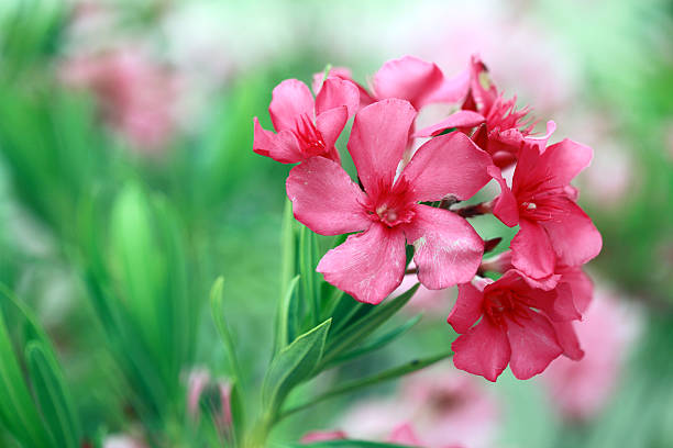 Pink Oleander Flower Closeup stock photo