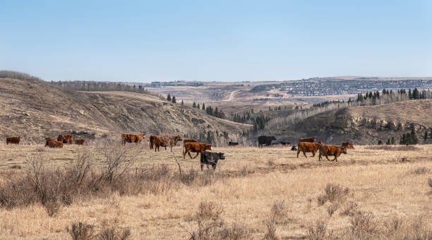 Cattle with a Distant view of the Town of Cochrane A herd of grazing cattle standing on a ridge near the town of Cochrane, Alberta, Canada cochrane alberta photos stock pictures, royalty-free photos & images