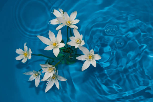 istock white flowers in blue ripple water, creative summer abstract composition 1395232025