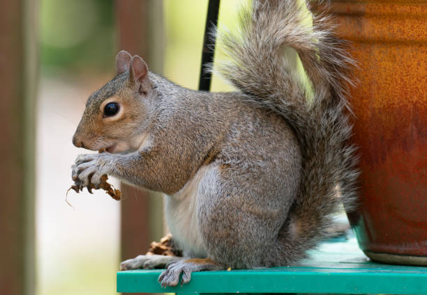 istock A garden squirrel nibbles on a peanut 1395232998