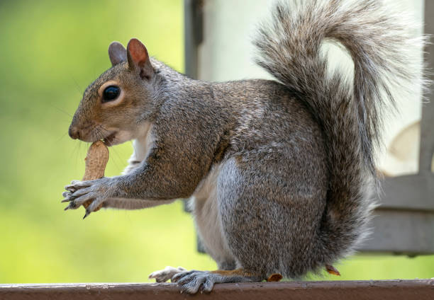 istock A garden squirrel nibbles on a peanut 1395233001