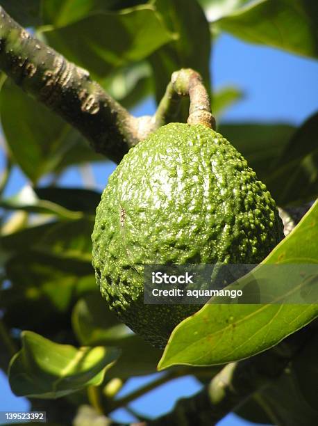 Avacado On Tree Stock Photo - Download Image Now - Avocado, Queensland, Australia