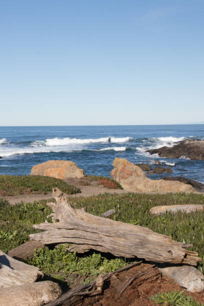 istock driftwood on the coast 1395234421